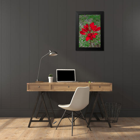 Dwarf Poinsettia Black Modern Wood Framed Art Print by Engelbrecht, Lisa S.