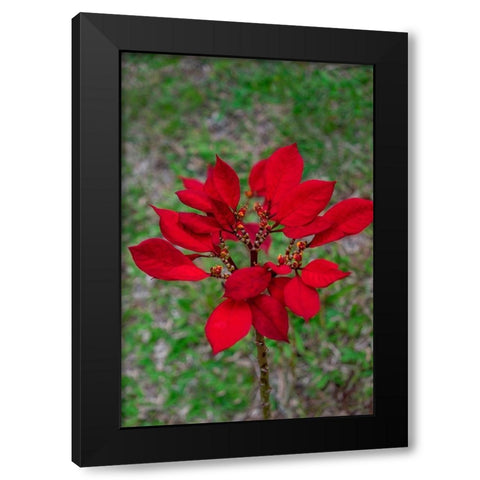 Dwarf Poinsettia Black Modern Wood Framed Art Print by Engelbrecht, Lisa S.