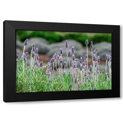 English Lavender Black Modern Wood Framed Art Print by Engelbrecht, Lisa S.