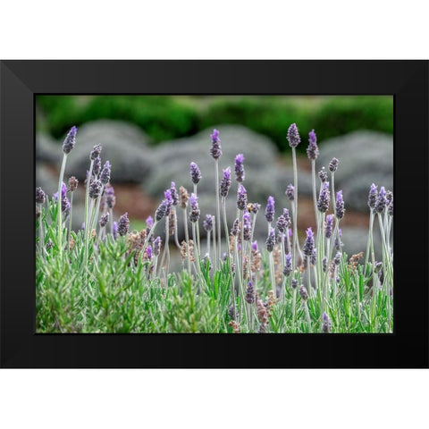 English Lavender Black Modern Wood Framed Art Print by Engelbrecht, Lisa S.