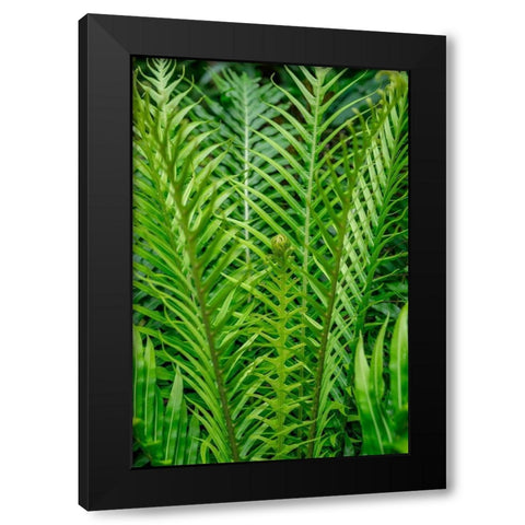 Fern Black Modern Wood Framed Art Print by Engelbrecht, Lisa S.