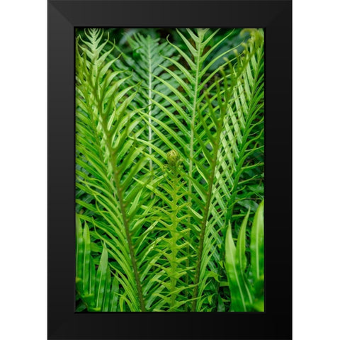 Fern Black Modern Wood Framed Art Print by Engelbrecht, Lisa S.