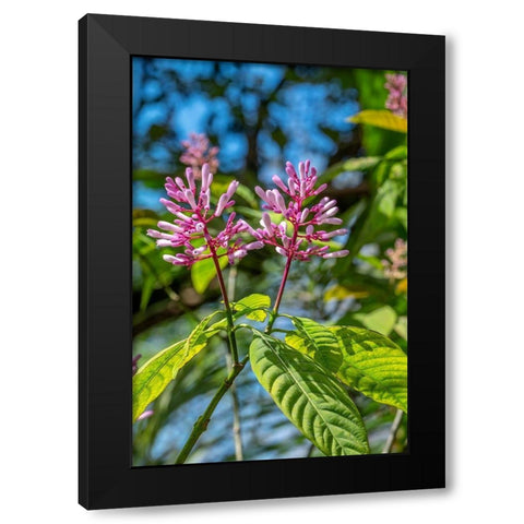 Firespike plant Black Modern Wood Framed Art Print with Double Matting by Engelbrecht, Lisa S.