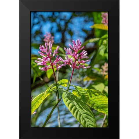 Firespike plant Black Modern Wood Framed Art Print by Engelbrecht, Lisa S.
