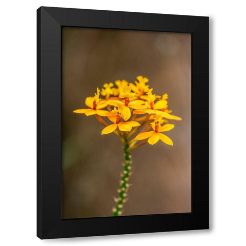 Fire-star Orchid Black Modern Wood Framed Art Print by Engelbrecht, Lisa S.