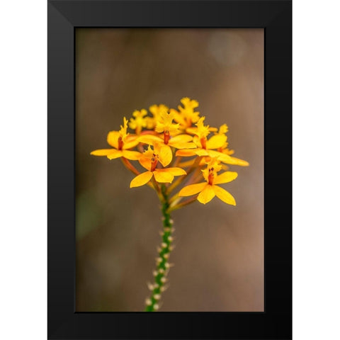 Fire-star Orchid Black Modern Wood Framed Art Print by Engelbrecht, Lisa S.