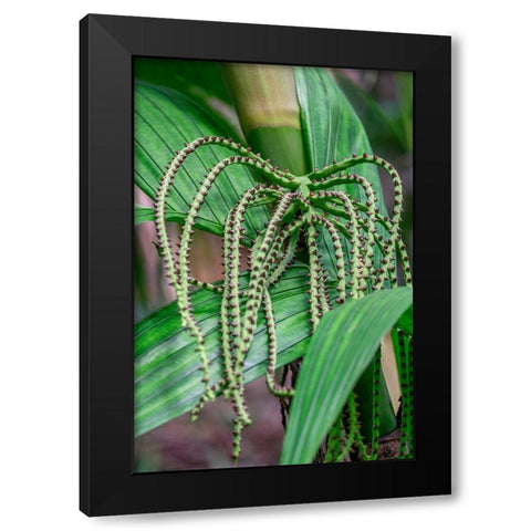 Flower of a Chamaedorea palm tree Black Modern Wood Framed Art Print by Engelbrecht, Lisa S.