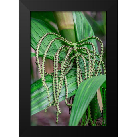 Flower of a Chamaedorea palm tree Black Modern Wood Framed Art Print by Engelbrecht, Lisa S.