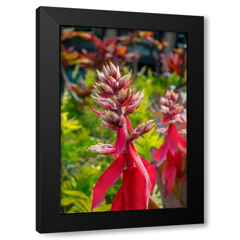Flowering Aechmea plant Black Modern Wood Framed Art Print by Engelbrecht, Lisa S.
