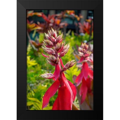 Flowering Aechmea plant Black Modern Wood Framed Art Print by Engelbrecht, Lisa S.
