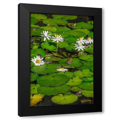 Frogs among Woods White Knight lilies Black Modern Wood Framed Art Print with Double Matting by Engelbrecht, Lisa S.
