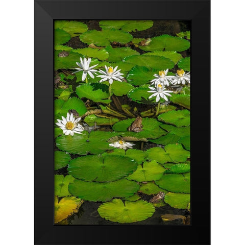 Frogs among Woods White Knight lilies Black Modern Wood Framed Art Print by Engelbrecht, Lisa S.