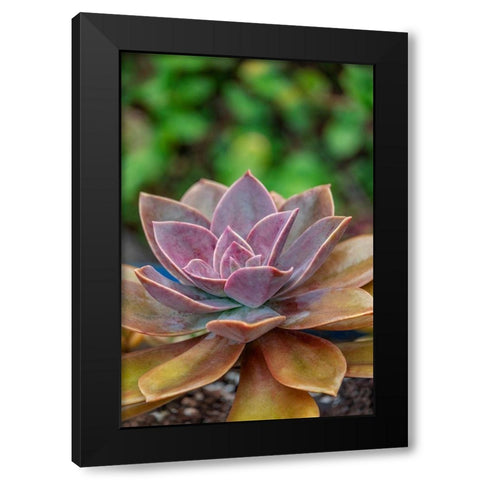 Ghost plant-succulent Black Modern Wood Framed Art Print with Double Matting by Engelbrecht, Lisa S.