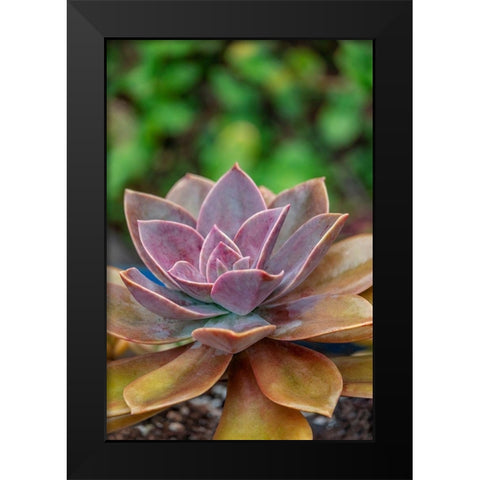 Ghost plant-succulent Black Modern Wood Framed Art Print by Engelbrecht, Lisa S.