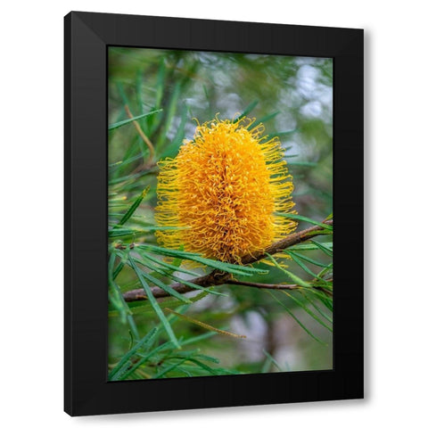 Golden Candlestick Black Modern Wood Framed Art Print by Engelbrecht, Lisa S.