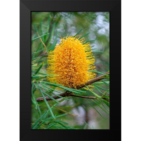 Golden Candlestick Black Modern Wood Framed Art Print by Engelbrecht, Lisa S.