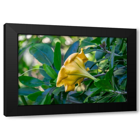 Golden Cup flower Black Modern Wood Framed Art Print by Engelbrecht, Lisa S.