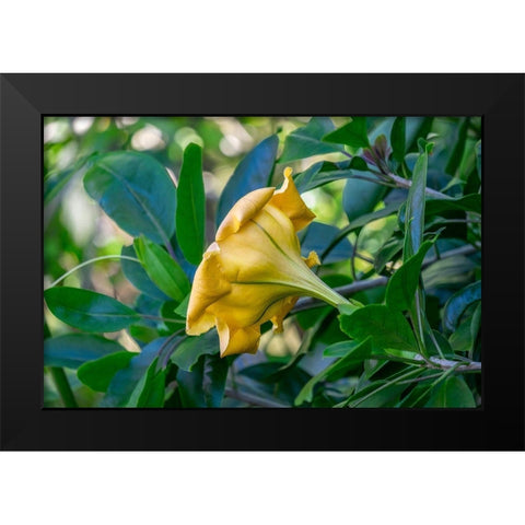 Golden Cup flower Black Modern Wood Framed Art Print by Engelbrecht, Lisa S.