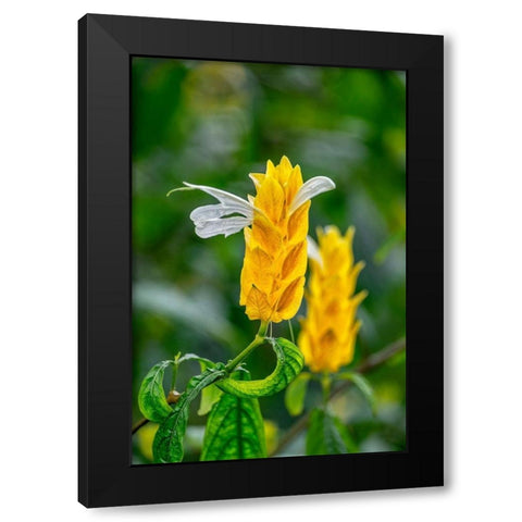 Golden Shrimp Plant-lollipop plant Black Modern Wood Framed Art Print by Engelbrecht, Lisa S.