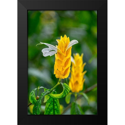 Golden Shrimp Plant-lollipop plant Black Modern Wood Framed Art Print by Engelbrecht, Lisa S.
