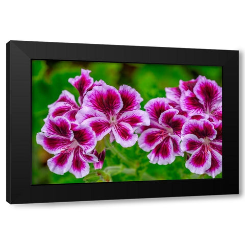Gooseberry Geranium Black Modern Wood Framed Art Print with Double Matting by Engelbrecht, Lisa S.