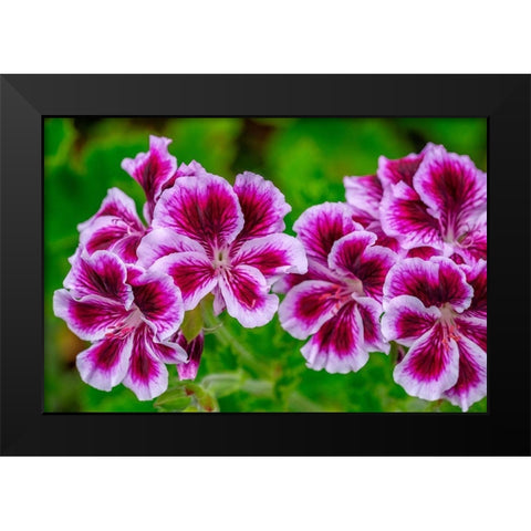 Gooseberry Geranium Black Modern Wood Framed Art Print by Engelbrecht, Lisa S.
