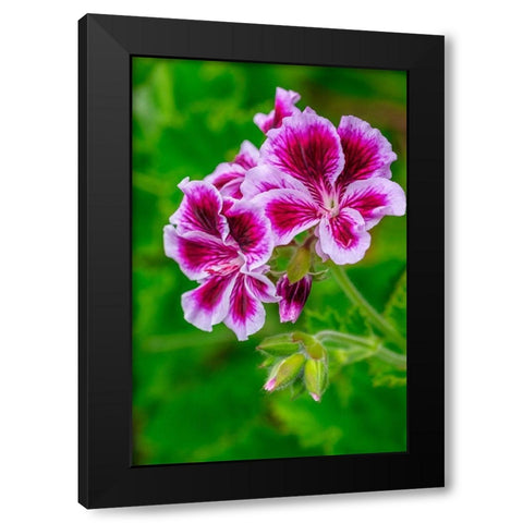 Gooseberry Geranium Black Modern Wood Framed Art Print by Engelbrecht, Lisa S.