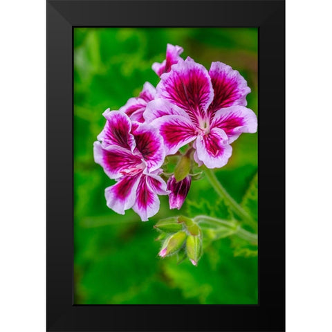 Gooseberry Geranium Black Modern Wood Framed Art Print by Engelbrecht, Lisa S.