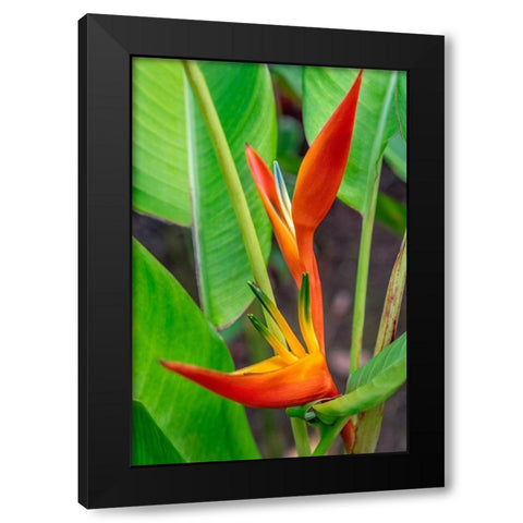 Heliconia Black Modern Wood Framed Art Print with Double Matting by Engelbrecht, Lisa S.