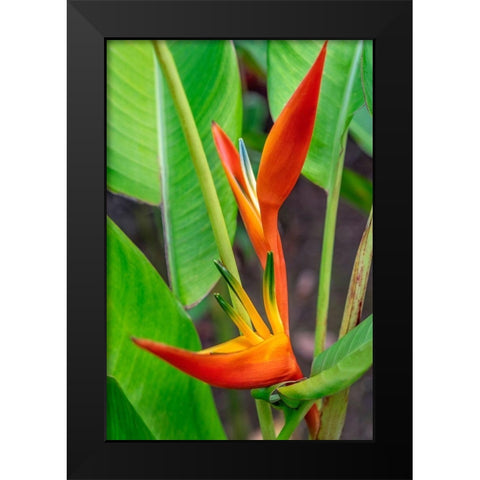 Heliconia Black Modern Wood Framed Art Print by Engelbrecht, Lisa S.