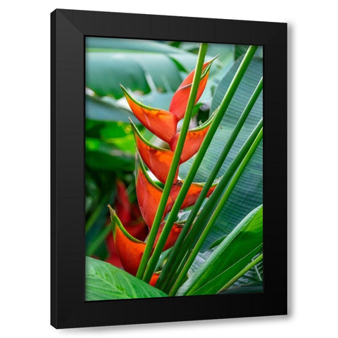 Heliconia Black Modern Wood Framed Art Print by Engelbrecht, Lisa S.