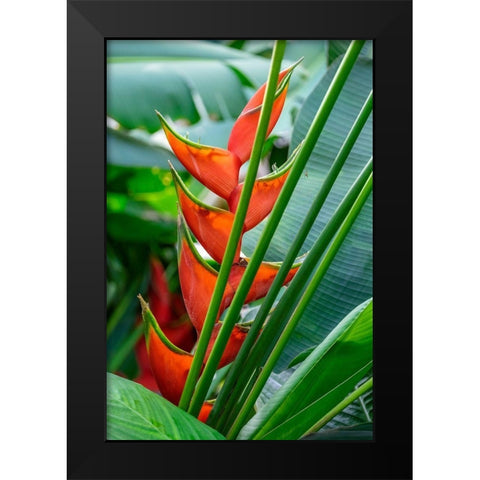 Heliconia Black Modern Wood Framed Art Print by Engelbrecht, Lisa S.