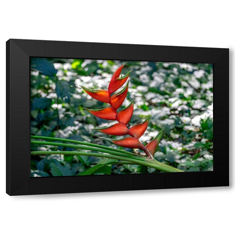 Heliconia Black Modern Wood Framed Art Print with Double Matting by Engelbrecht, Lisa S.
