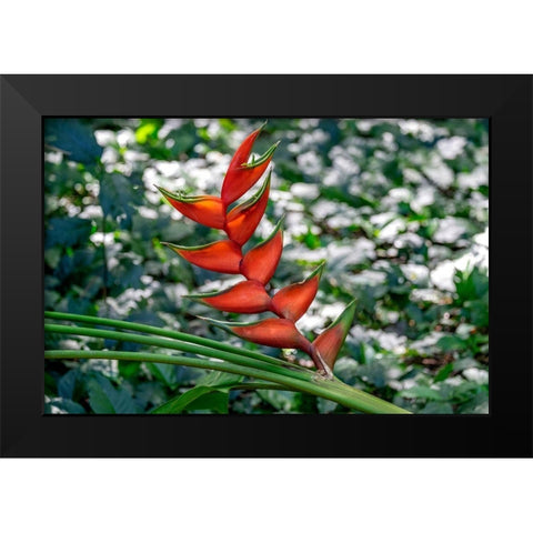 Heliconia Black Modern Wood Framed Art Print by Engelbrecht, Lisa S.
