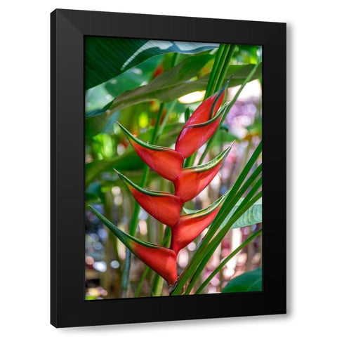 Heliconia Black Modern Wood Framed Art Print with Double Matting by Engelbrecht, Lisa S.