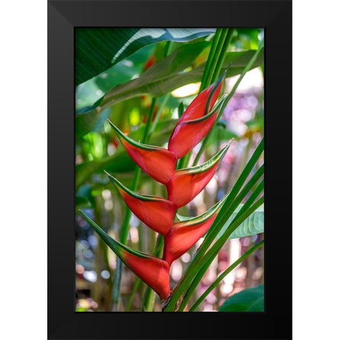 Heliconia Black Modern Wood Framed Art Print by Engelbrecht, Lisa S.