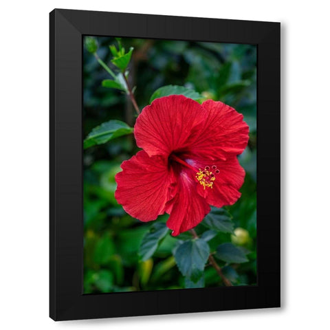 Hibiscus Black Modern Wood Framed Art Print by Engelbrecht, Lisa S.