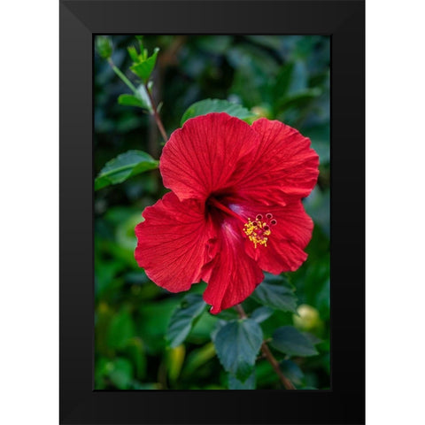 Hibiscus Black Modern Wood Framed Art Print by Engelbrecht, Lisa S.
