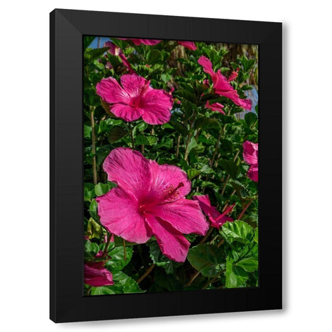 Hibiscus Black Modern Wood Framed Art Print with Double Matting by Engelbrecht, Lisa S.