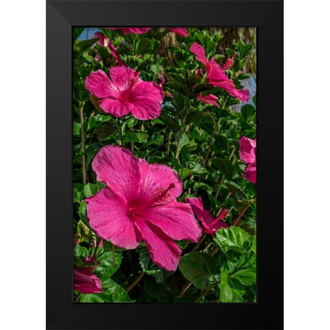 Hibiscus Black Modern Wood Framed Art Print by Engelbrecht, Lisa S.