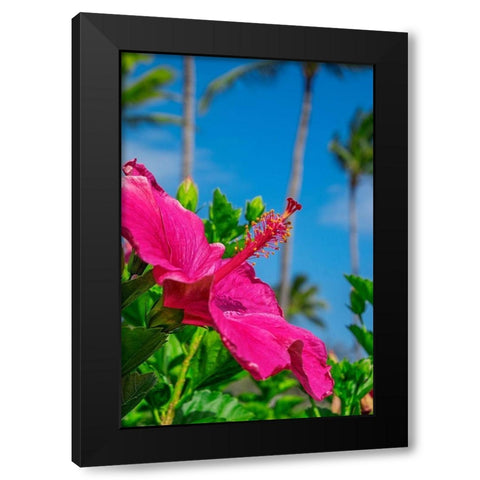 Hibiscus Black Modern Wood Framed Art Print by Engelbrecht, Lisa S.