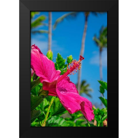 Hibiscus Black Modern Wood Framed Art Print by Engelbrecht, Lisa S.