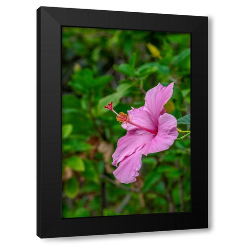 Hibiscus Black Modern Wood Framed Art Print with Double Matting by Engelbrecht, Lisa S.