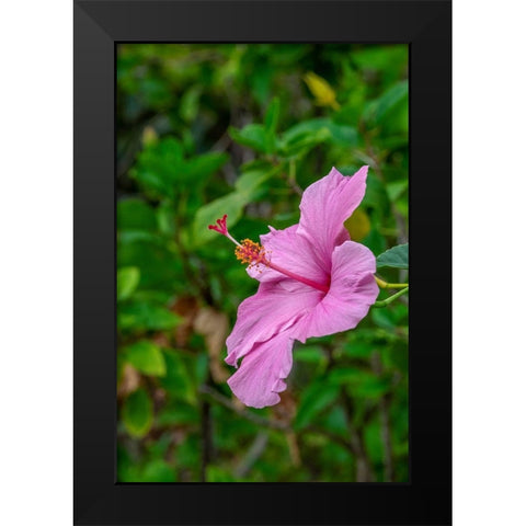Hibiscus Black Modern Wood Framed Art Print by Engelbrecht, Lisa S.