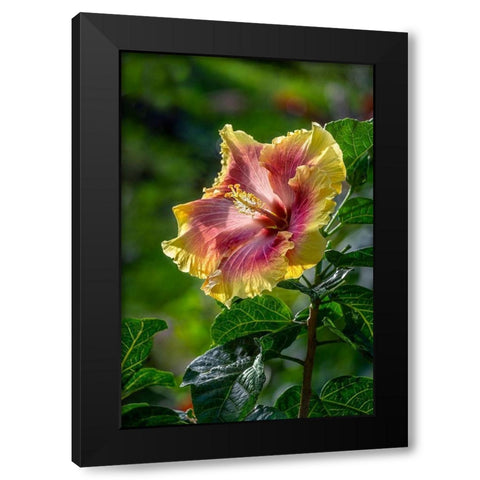 Hibiscus flower Black Modern Wood Framed Art Print by Engelbrecht, Lisa S.