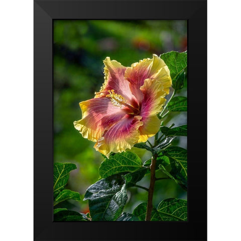 Hibiscus flower Black Modern Wood Framed Art Print by Engelbrecht, Lisa S.