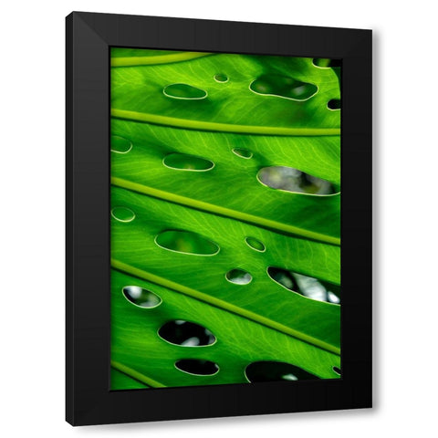 Hurricane Plant Black Modern Wood Framed Art Print by Engelbrecht, Lisa S.