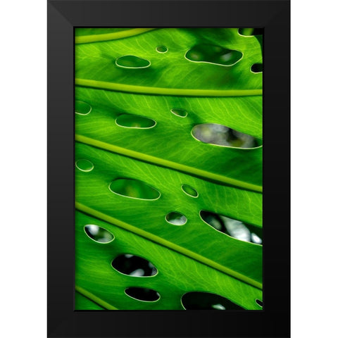 Hurricane Plant Black Modern Wood Framed Art Print by Engelbrecht, Lisa S.