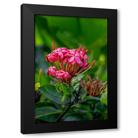 Ixora coccinea Black Modern Wood Framed Art Print by Engelbrecht, Lisa S.