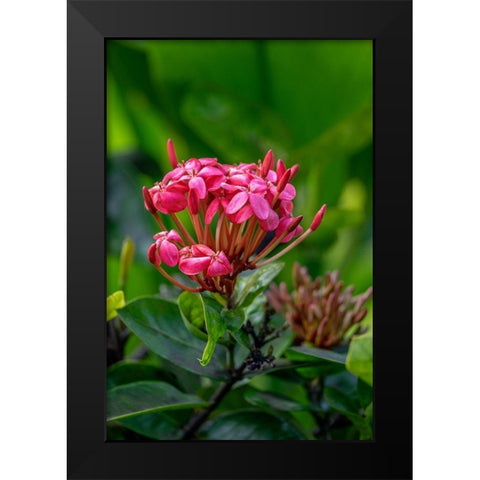 Ixora coccinea Black Modern Wood Framed Art Print by Engelbrecht, Lisa S.